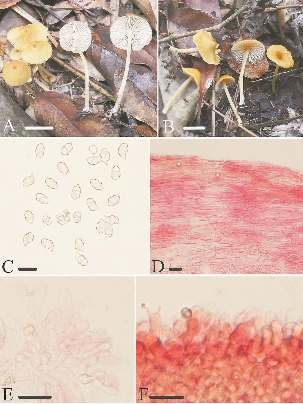圖片關(guān)鍵詞